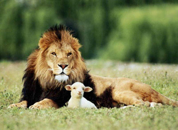 Дружба животных. Лев с ягненком. Фото