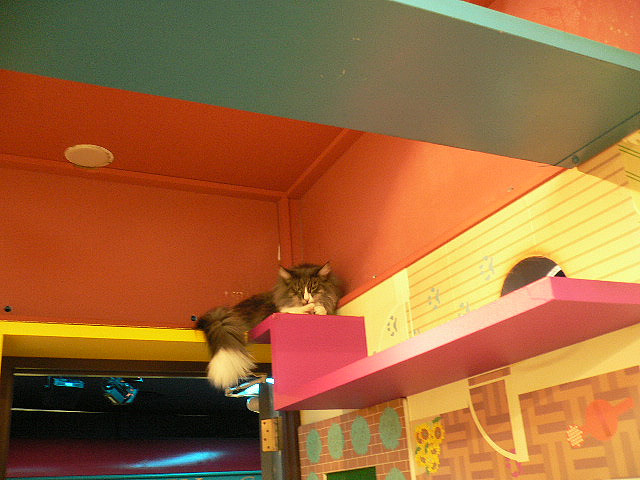 Кот взобрался на верхнюю полку в Некобукуро. Фото