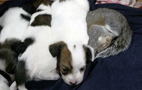 Бельчонок спит рядом со щенками. Фото