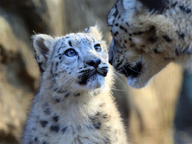 Взрослый снежный барс (ирбис) и барсёнок. Фото / Snow Leopard & cub. Photo