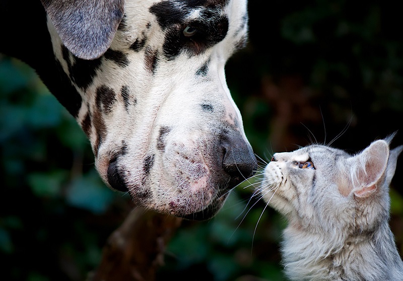 Дружба животных: кот-мейнкун и дог. Фото