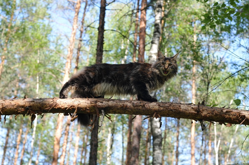 Породистый кот майн-кун на дереве