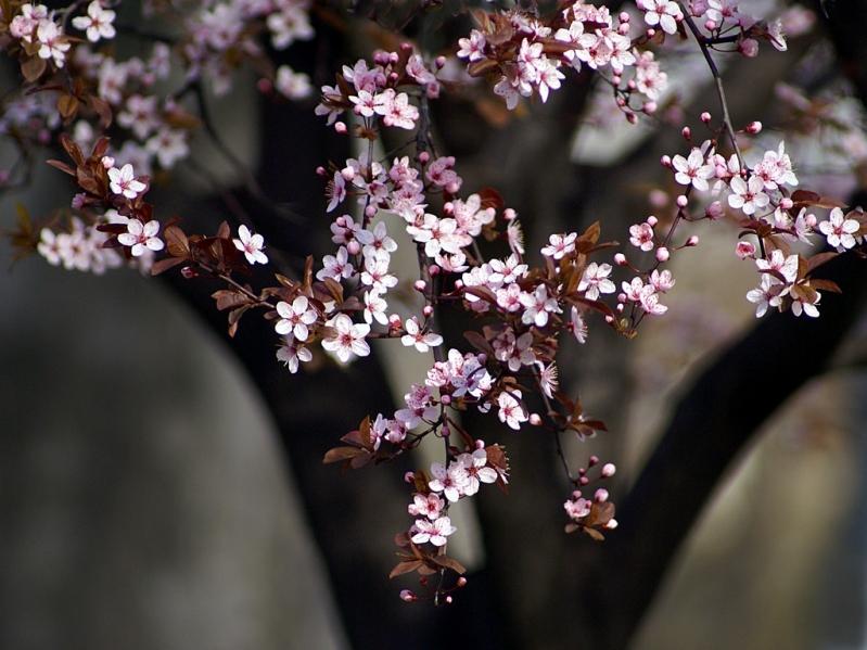 Цветы японской сакуры. Фото