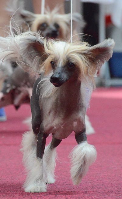 Собака породы китайская хохлатая (голая). Фото