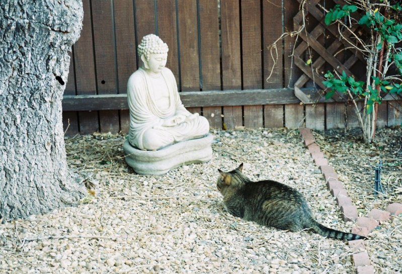 Кот и Будда. Необычное фото