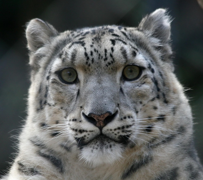 Грустный снежный барс (ирбис). Фото / Snow Leopard. Photo