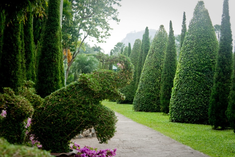 Фигурно подстриженные деревья и кусты. Парк Нонг Нуч в Таиланде. Фото