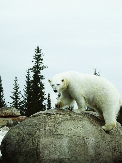 Приют белых медведей. Кокрэйн. Фото