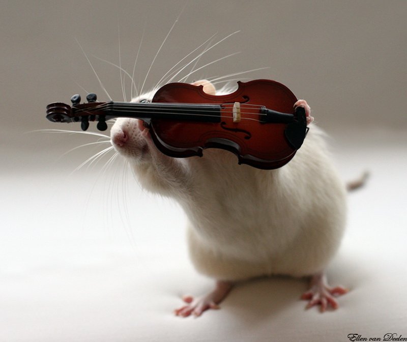 Крыса играет на скрипке. Эллен ван Дилен. Фото