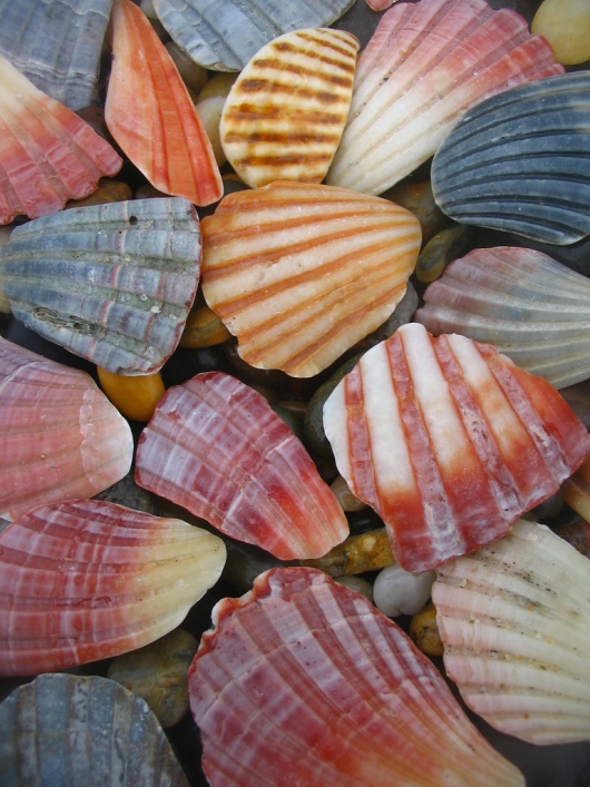 Красивые разноцветные морские ракушки. Фото