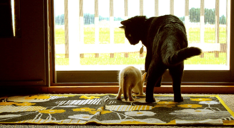 Детеныш фенека и кот. Фото