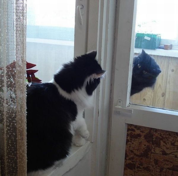 Кошачьи свидания через стекло. Фото