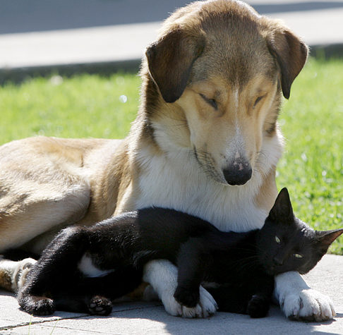 Нежная любовь собаки к черному коту. Фото