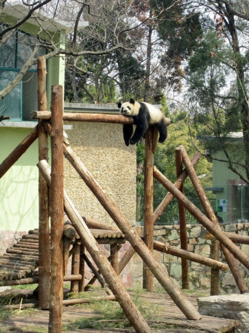 Смешное фото с пандой. Заповедник города Чэнду