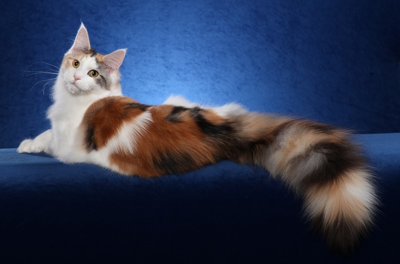 Красивая разноцветная кошка мэйн-кун. Фото