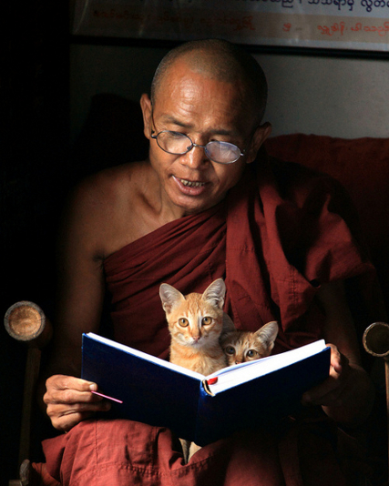 Коты буддийского монаха. Фото