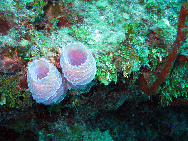 Лайтхауз-риф. Кораллы. Фото