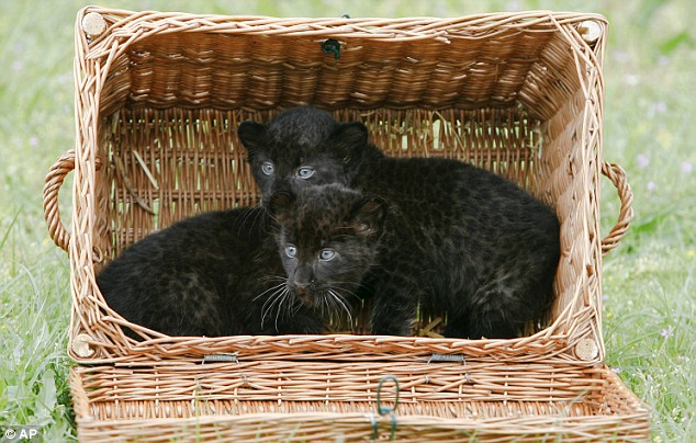 Черные пантерята в корзине. Фото