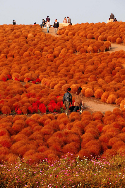 Японский парк Хитачи осенью. Поля кохии. Фото