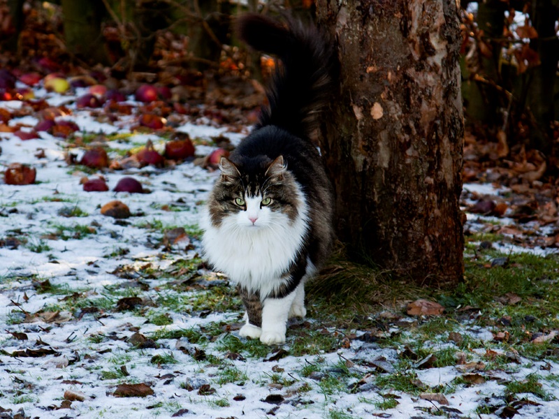 Кошка породы мэйн-кун в лесу