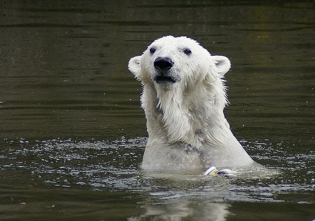 Белый медведь в бассейне. Фото