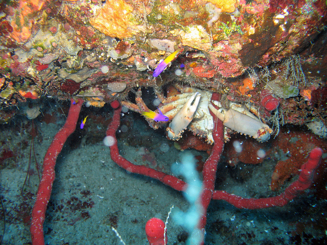 Лайтхауз-риф. Разноцветный краб. Фото