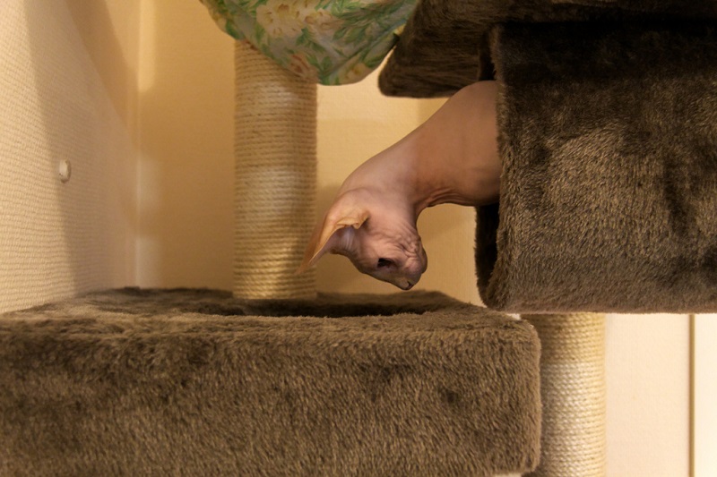 Голая кошка играет. Порода канадский сфинкс. Фото