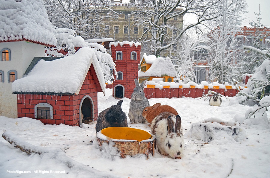 Город кроликов в Латвии. Рига. Фото