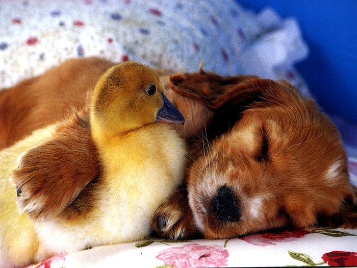 Дружба животных. Спящий щенок и утенок. Фото