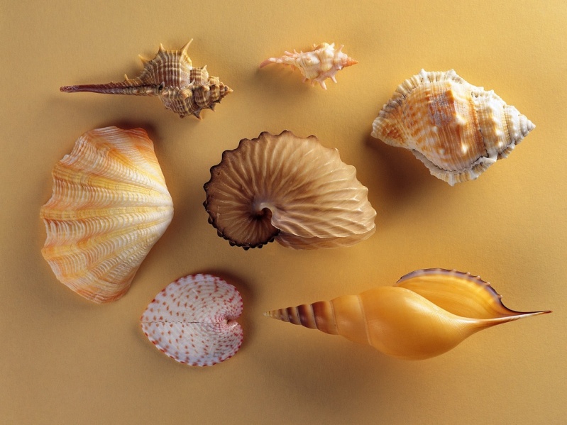Красивый натюрморт из морских ракушек. Фото