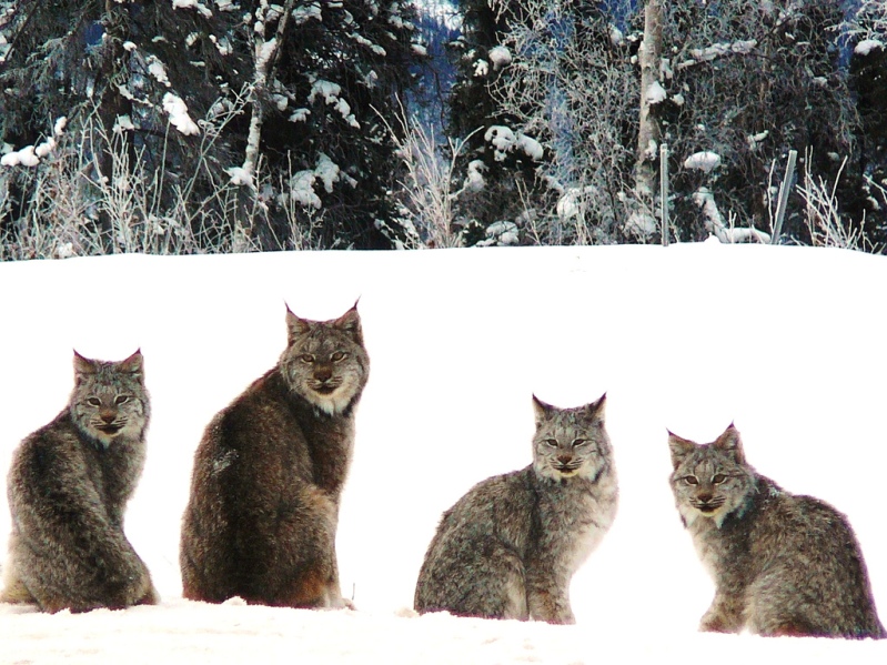 четыре канадских рыси сидят на снегу. Фото