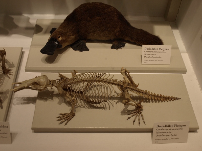 Чучело утконоса и его скелет. Фото