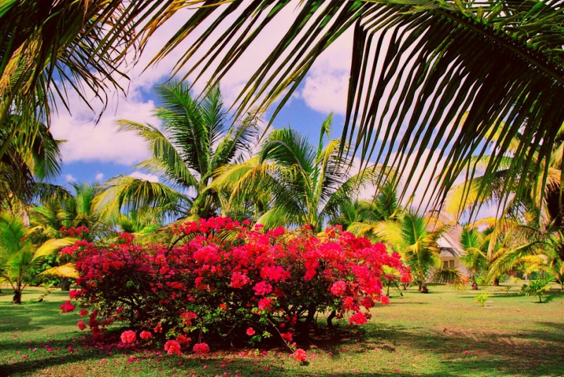 Ботанический сад Памплемус на острове Маврикий. Фото