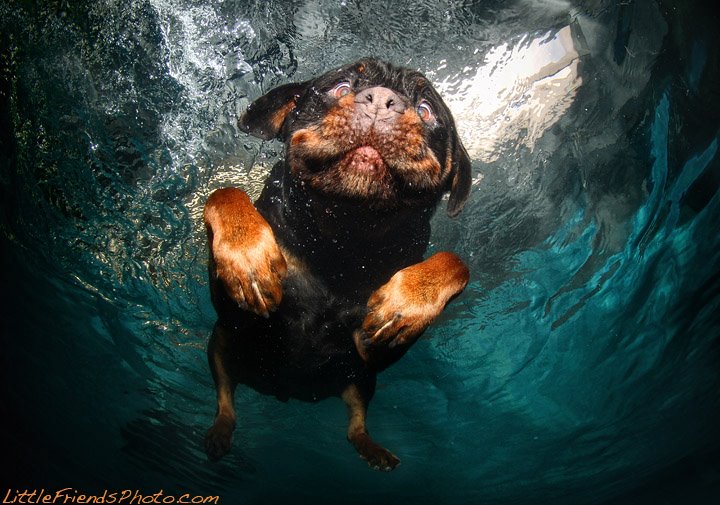 Подводные фото Сета Кастила. Собаки в погоне за мячом  