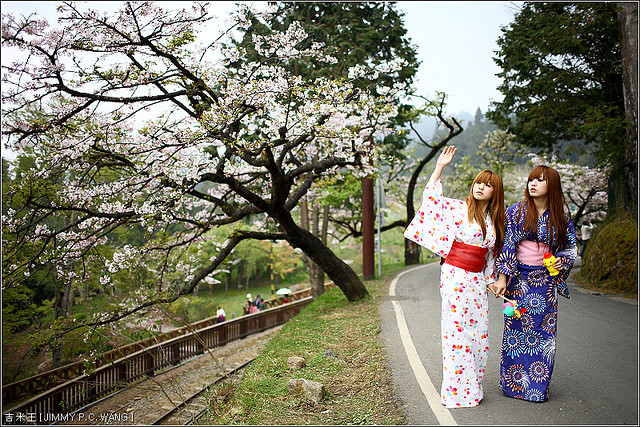 Японки в национальных костюмах рядом с цветущей сакурой. Фото