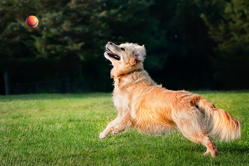 Порода собак золотистый ретривер. Фото