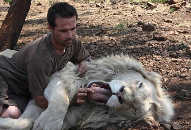 Кевин Ричардсон держит льва за язык. Фото