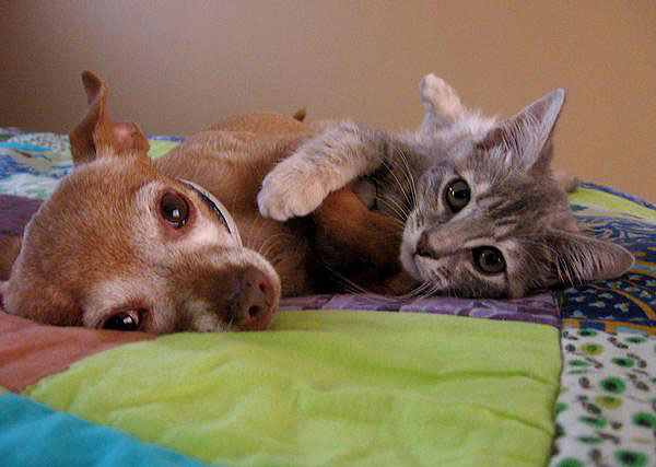 Щенок и котенок обнимаются. Фото