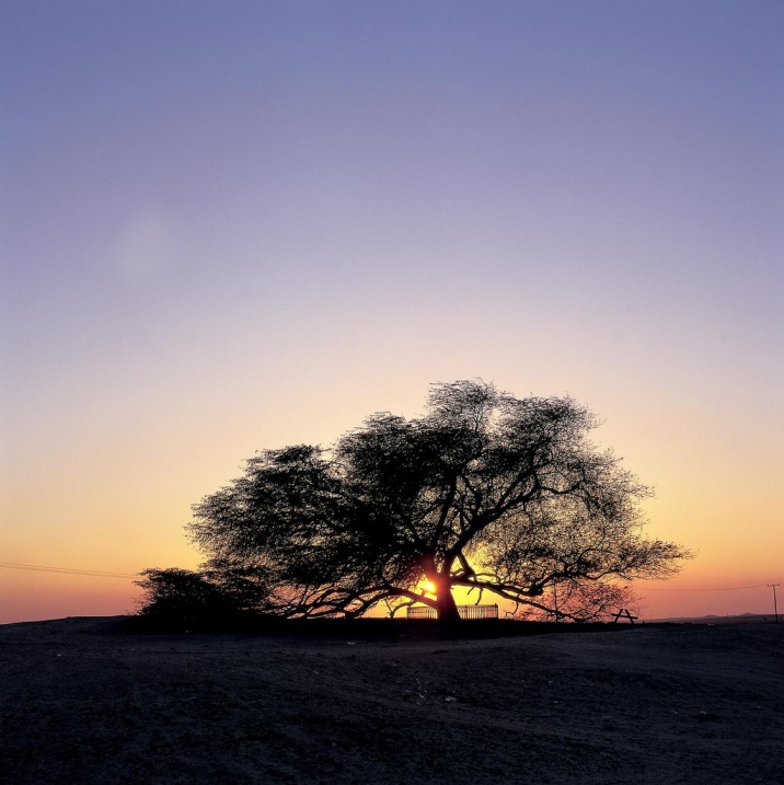 Дерево жизни на закате. Бахрейн. Фото