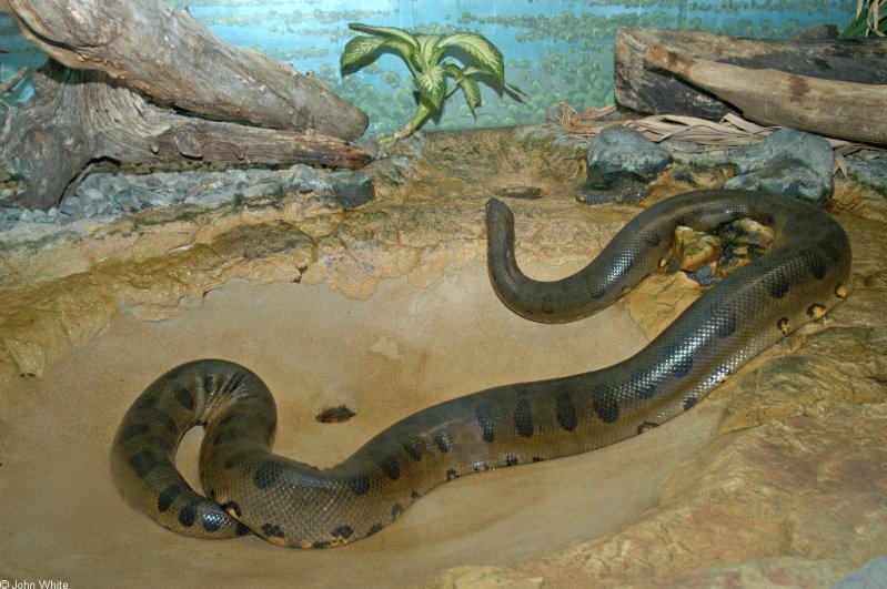 Самая большая змея - анаконда. Фото