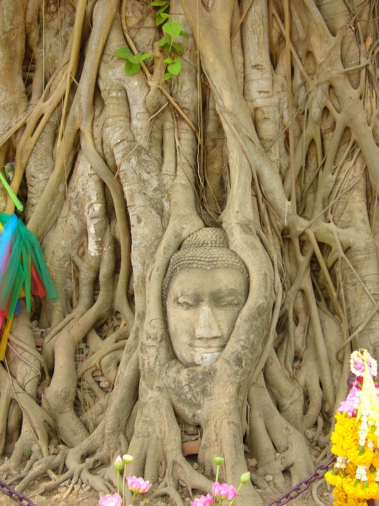 Голова Будды среди корней дерева. Фото