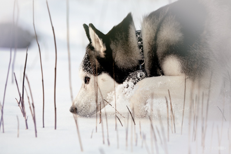 Собака породы сибирский хаски. Фото