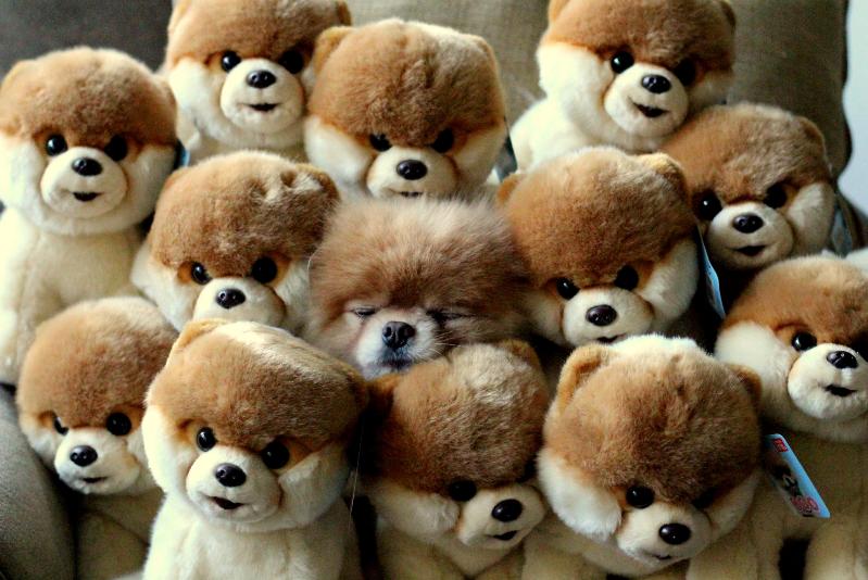 Померанский шпиц Бу среди игрушечных собак. Фото