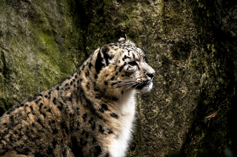 Cнежный барс (ирбис). Фото / Snow Leopard. Photo