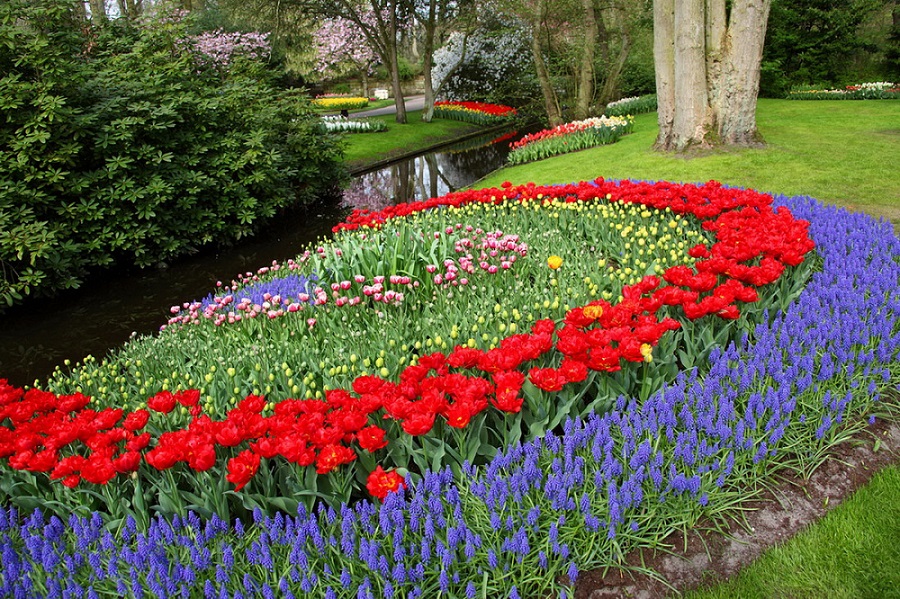 Красивые тюльпаны. Парк цветов Кёкенкоф. Нидерланды. Фото