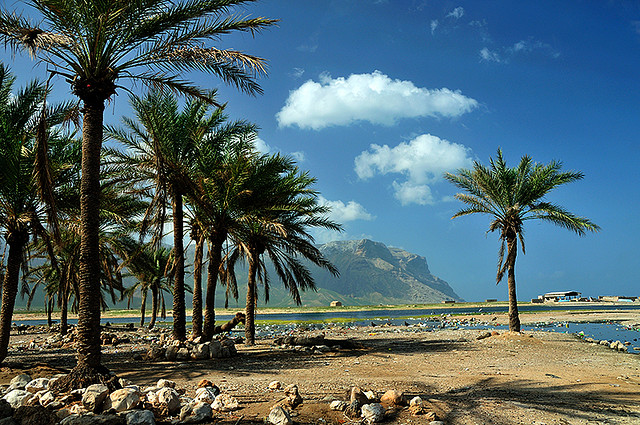 Удивительная природа острова Сокотра. Йемен. Фото