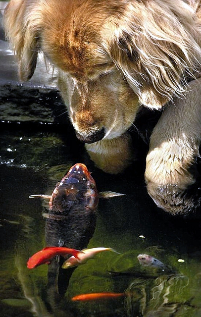 Дружба животных. Собака знакомится с рыбой