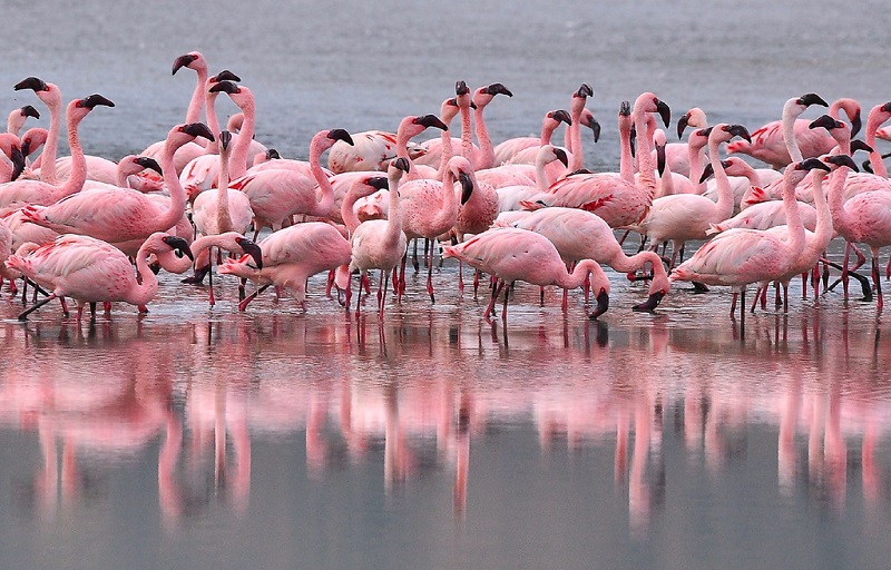 Национальный парк Озеро Накуру в Кении. Розовые фламинго. Фото