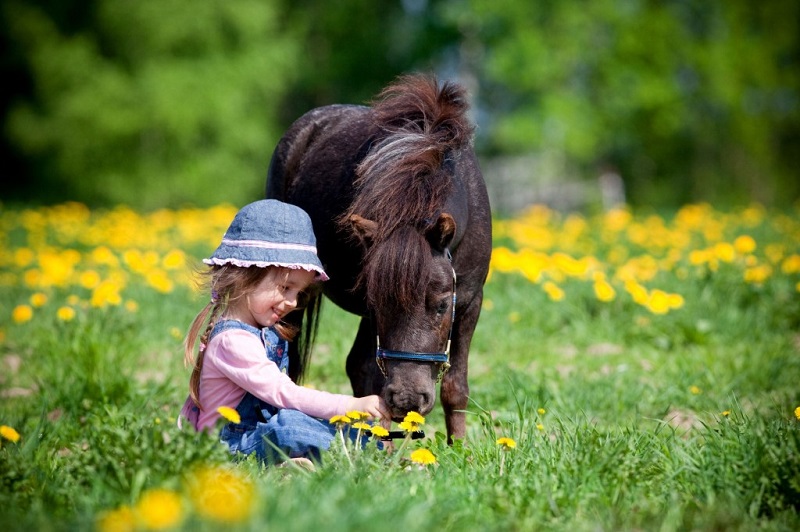 Американская миниатюрная лошадь. Фото