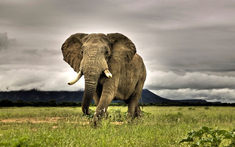 Самое крупное наземное млекопитающее - африканский слон. Фото